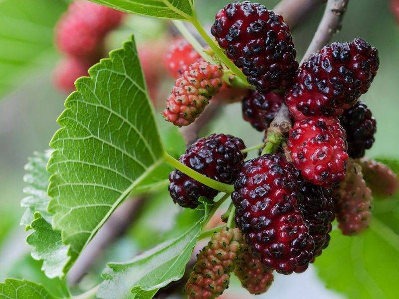 Шелковица купить саженцы из питомнике в Ревде