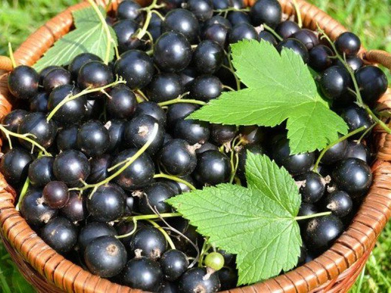 Смородина купить саженцы из питомника в Ревде