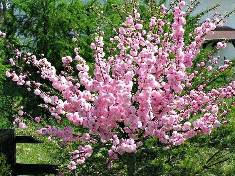 Миндаль купить саженцы из питомника в Ревде