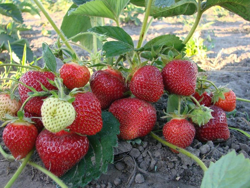 Клубника купить саженцы из питомника в Ревде