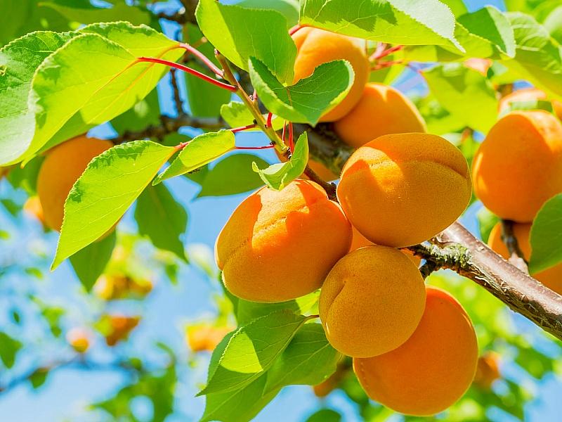 Абрикос купить саженцы из питомнике в Ревде