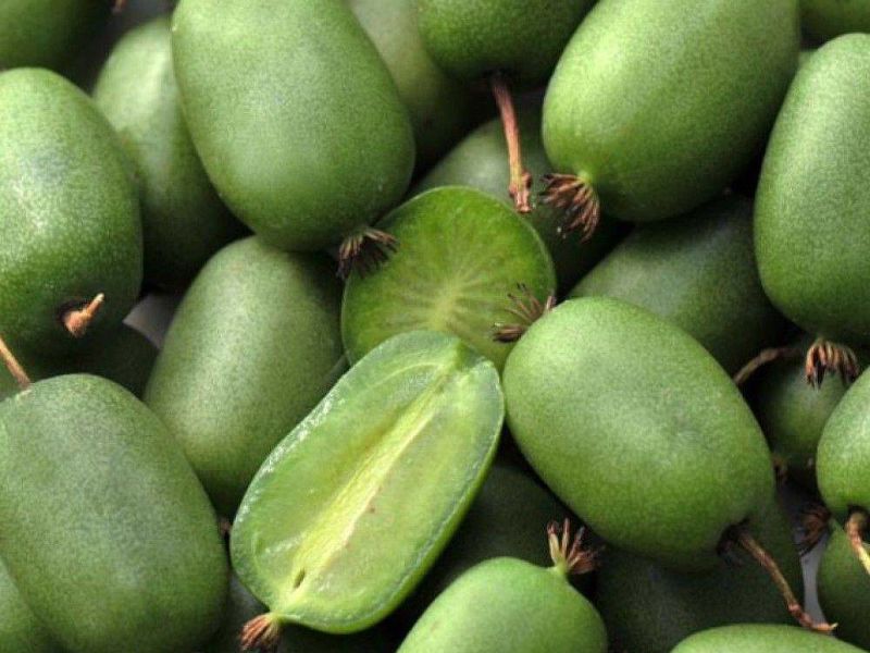 Актинидия купить саженцы из питомнике в Ревде
