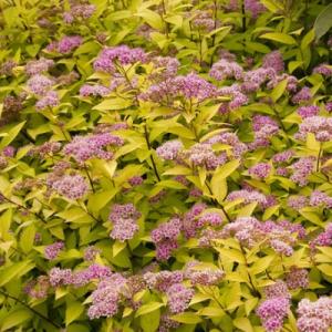 Спирея "ГОЛДМАУНД" (стакан Р9)