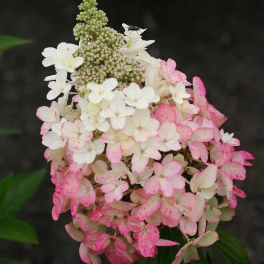 Гортензия метельчатая "МЭДЖИКАЛ ВЕЗУВИЙ" (Magical Vesuvio)