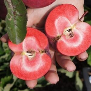 Яблоня "СИРЕНА"